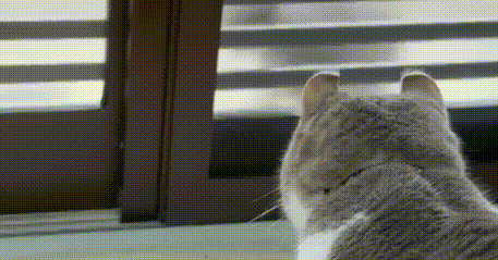 天太冷，上门取暖的小猫，竟被宠物猫驱赶