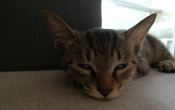 猫咪会翻白眼吗