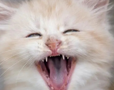 猫咪牙齿是用来干嘛的 猫咪牙齿是用来干嘛的