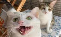 猫咪互相叫唤是什么原因