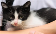 猫咪为什么喜欢靠在主人旁边