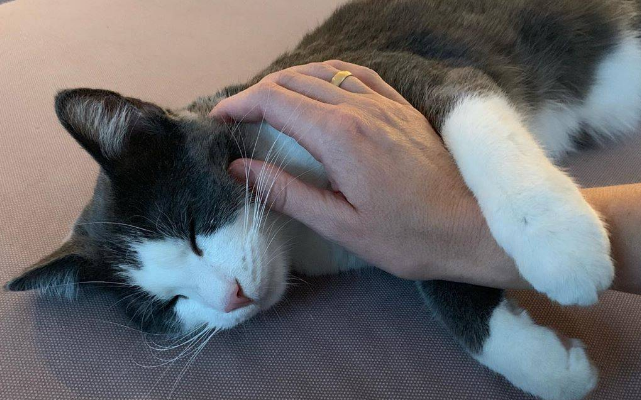 猫咪晚上为什么会对主人叫唤
