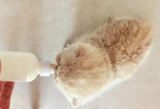 为什么猫咪没有奶吃了 为什么猫咪没有奶吃了