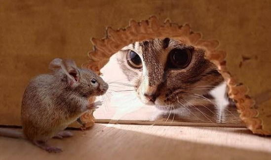日本人把猫扔进老鼠堆中 日本人把猫扔进老鼠堆中