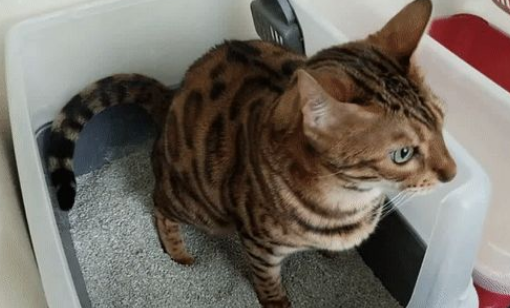 猫咪为什么会尿液体
