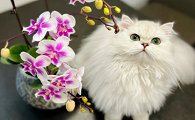 养猫能买什么鲜花