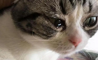猫咪会哭吗会流眼泪吗
