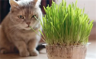 怎么防止猫咬植物
