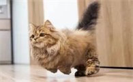 猫咪为什么会跑的快