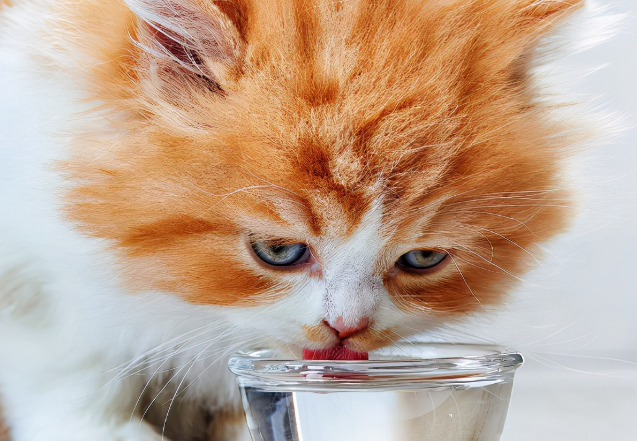 猫咪不需要盐水吗