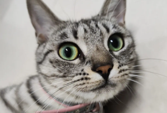 虎斑猫性格好吗？这篇文章给你答案！