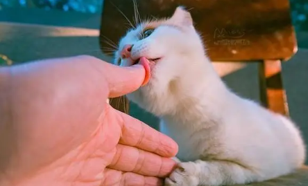 猫咪为什么会舔主人的手 猫咪为什么会舔主人的手