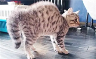 猫咪看见狗弓背是为什么呢
