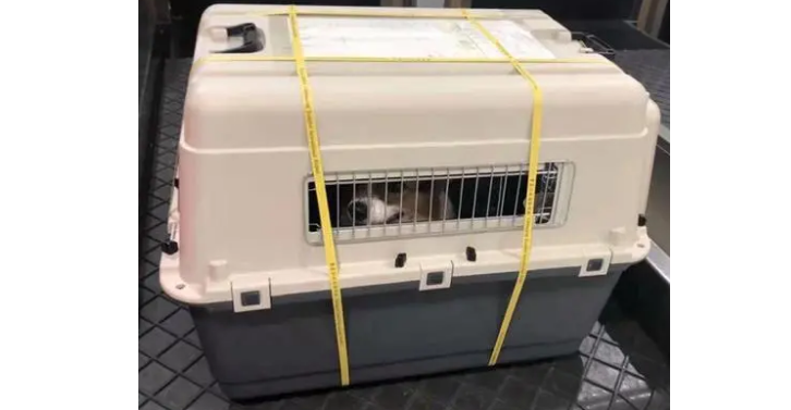 狗狗托运哪家好