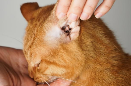 猫咪耳朵长螨虫是怎么回事 猫咪耳朵长螨虫是怎么回事