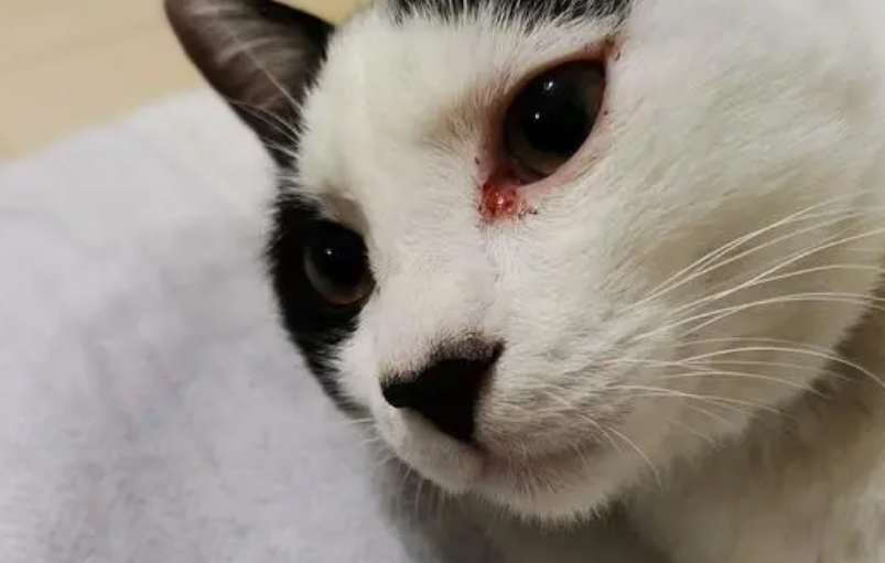 猫咪眼睛有点红色怎么回事