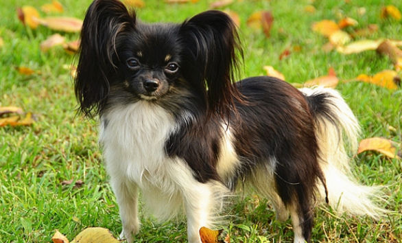 蝴蝶犬容易忘记主人吗?蝴蝶犬怎么样? 蝴蝶犬容易忘记主人吗?蝴蝶犬怎么样?