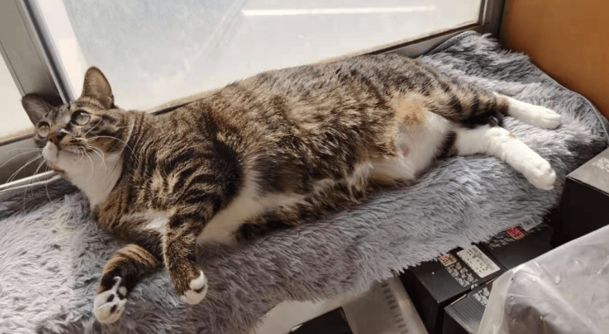 小单间适合养猫吗