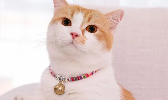 猫咪脖子戴圈的原因 猫咪脖子戴圈的原因