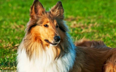 苏格兰牧羊犬性格特点是什么？此文帮你解答