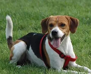 今日解答：英国猎狐犬和比格犬的区别