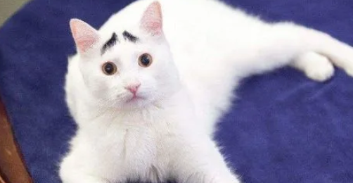 猫咪长出黑眉毛是为什么原因