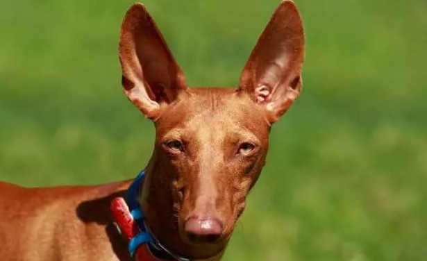 法老王猎犬乱叫怎么办？可能是生病了