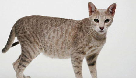 埃及猫性格怎样?适合家养吗? 埃及猫性格怎样?适合家养吗?