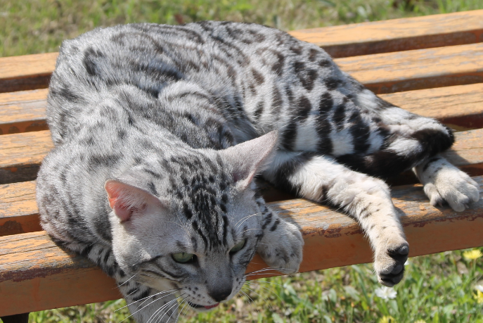 豹猫亮肚皮是什么意思？来这里了解下吧