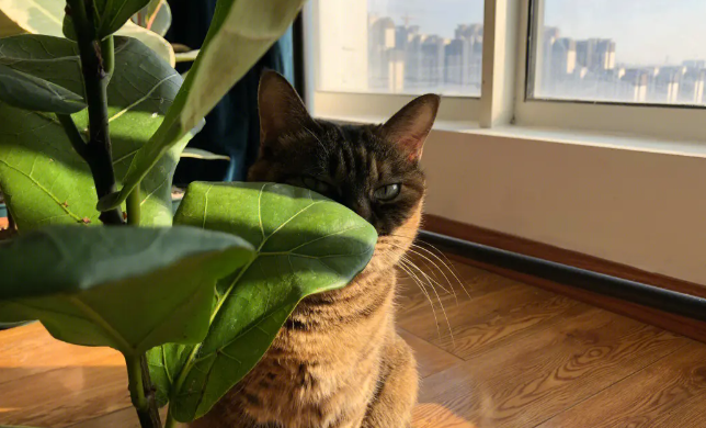 哪些植物对猫咪有伤害 哪些植物对猫咪有伤害
