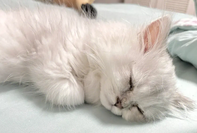 猫咪喜欢抱着主人睡觉的原因 猫咪喜欢抱着主人睡觉的原因