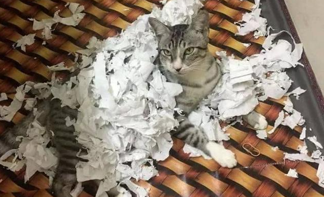猫把家里弄得一团糟 猫把家里弄得一团糟