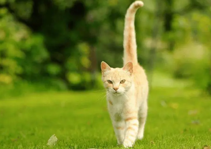 猫为什么摇着尾巴走路