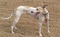 中国细犬怀孕吃什么好，来了解下吧