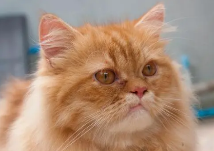 波斯猫多少钱一只?想养的人看过来 波斯猫多少钱一只?想养的人看过来