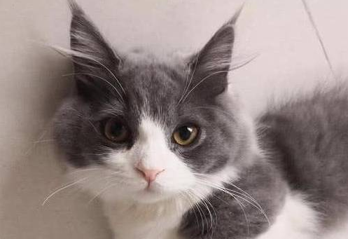 一万八买了只矮脚猫,养了半年就后悔了,软萌小猫咋成中年大叔了 一万八买了只矮脚猫,养了半年就后悔了,软萌小猫咋成中年大叔了