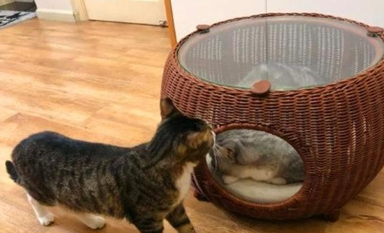 猫咪生产不能换窝的原因