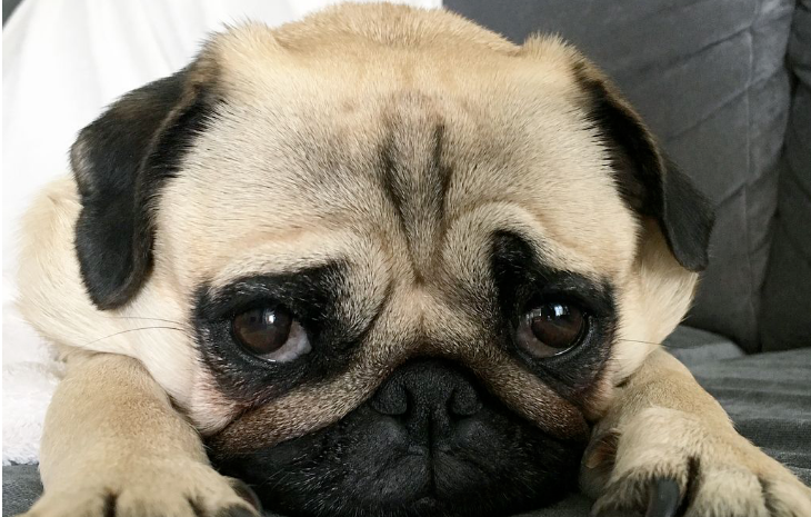 巴哥犬缺钙怎么办？怎么才能帮助它？