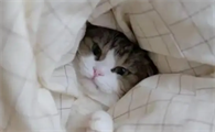 猫咪为什么要钻被窝里