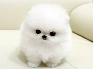 茶杯犬怎么训练衔物，具体看这里！