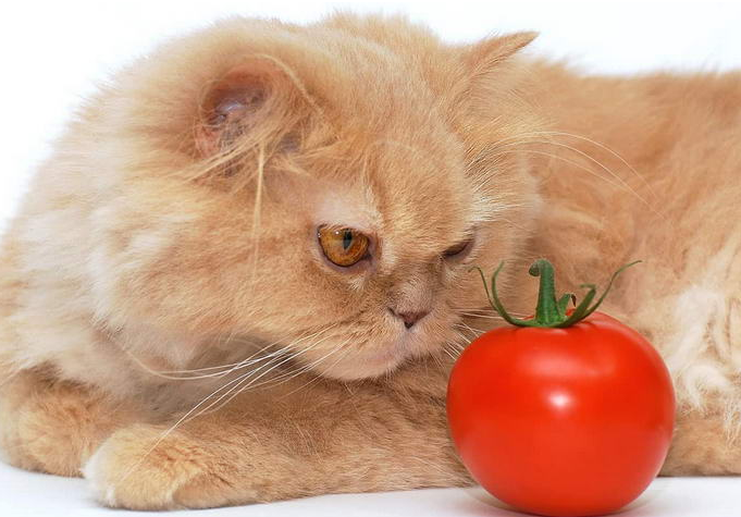 猫最爱吃的10种蔬菜