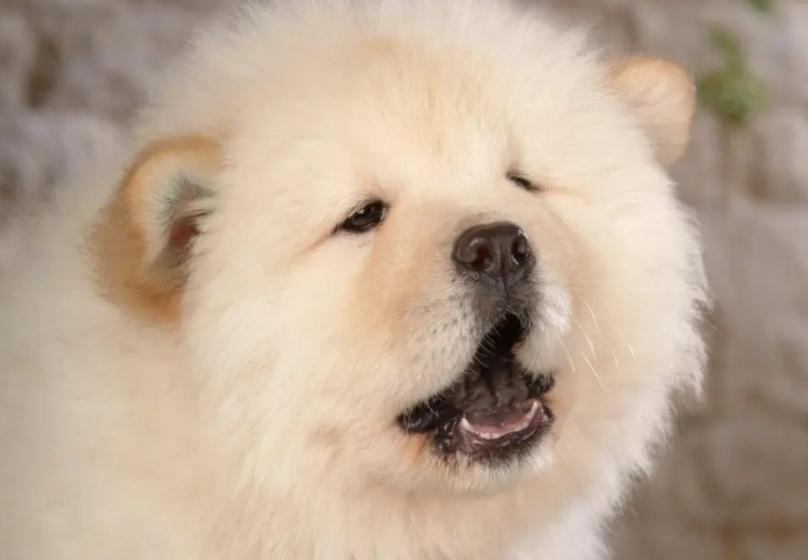 松狮犬细小怎么办?该怎么治疗呢? 松狮犬细小怎么办?该怎么治疗呢?
