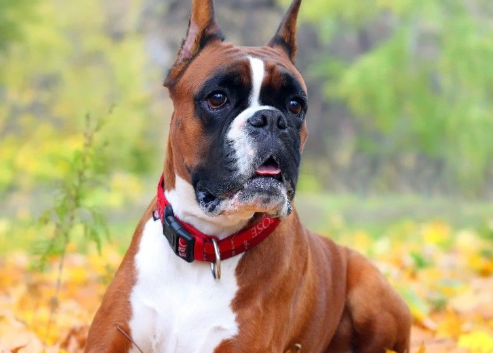 拳师犬拉肚子怎么处理？主人需要做到什么？