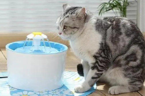 怀孕的猫咪爱喝水怎么回事