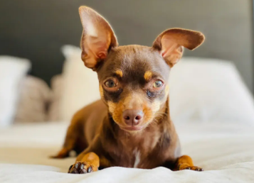 小鹿犬能吃水果吗？想养的人来看看吧