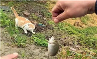 猫咪为什么喜欢叼鱼呢