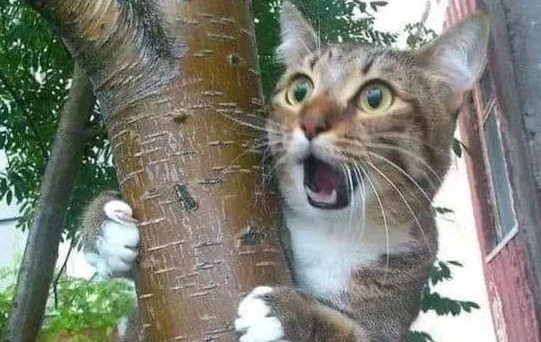 猫咪被吓着会怎样