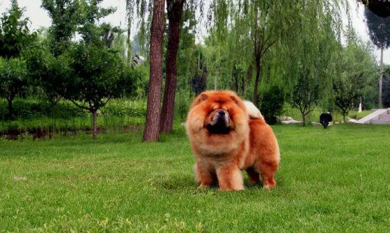 饲养科普：小型松狮犬怎么养？-宠物网