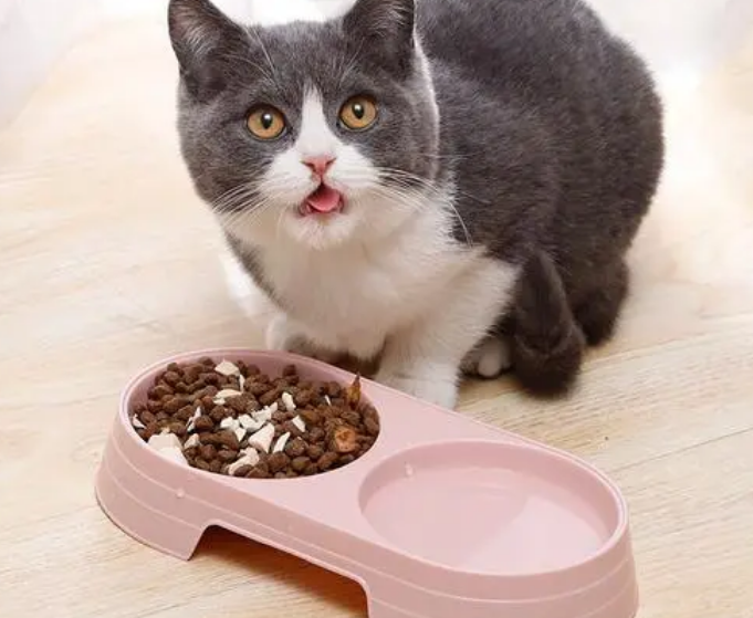 犬瘟狗用过的碗可以给猫用吗 犬瘟狗用过的碗可以给猫用吗