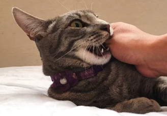 猫咪为什么爱咬别的猫 猫咪为什么爱咬别的猫